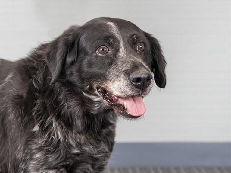 Pet of the week: Gracie